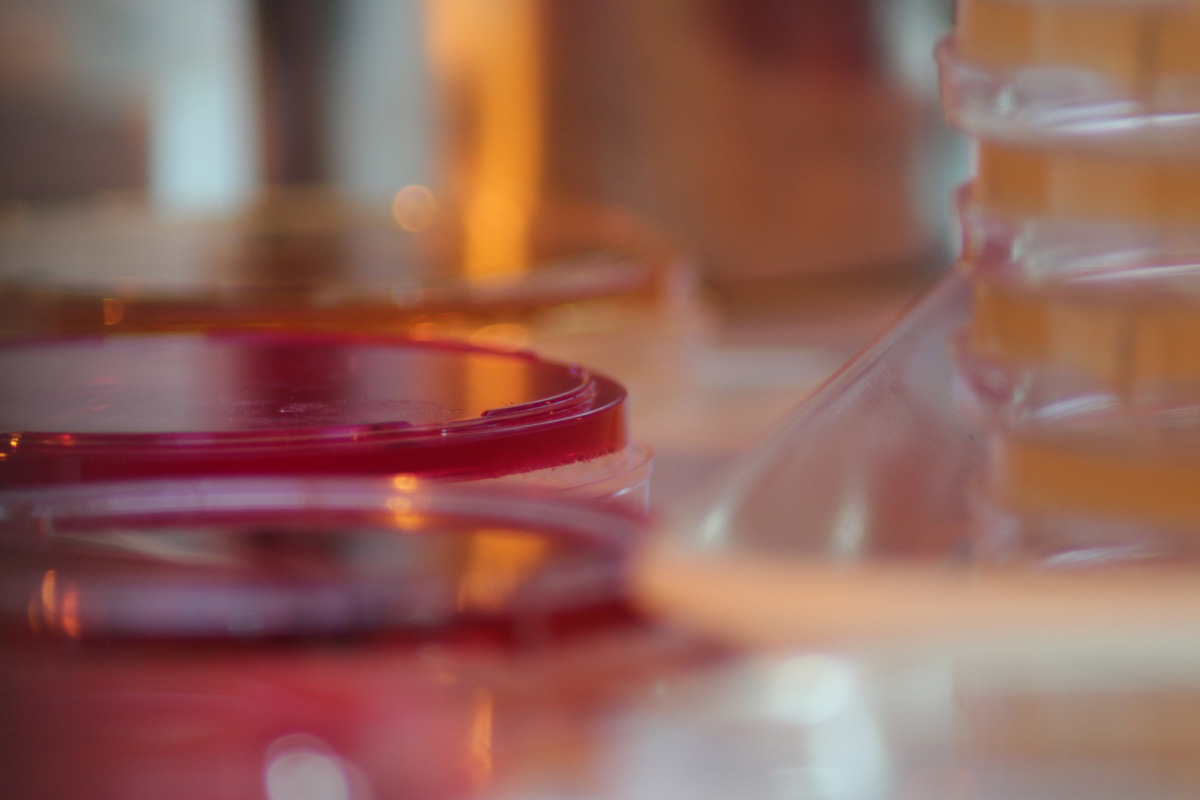 Agar